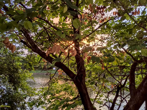 木剑
